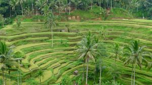 tegalalang-rice-terrace