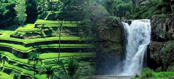 Read more about the article Tegalalang Half Day Tour