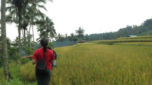 sekumpul-waterfall-trekking-1